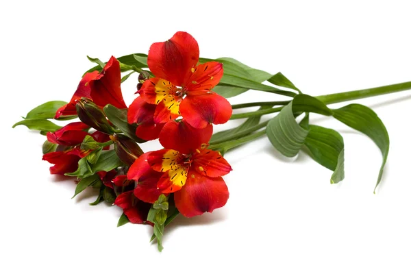 Izole kırmızı çiçekler — Stok fotoğraf