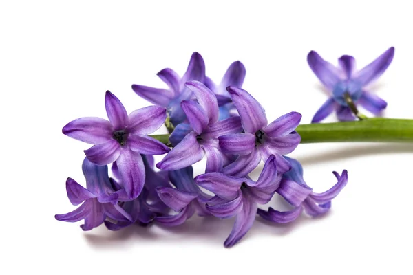 Violet flowers isolated — Stock fotografie