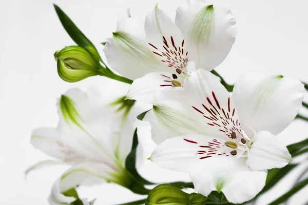 Yeşil tomurcukları beyaz çiçekler — Stok fotoğraf