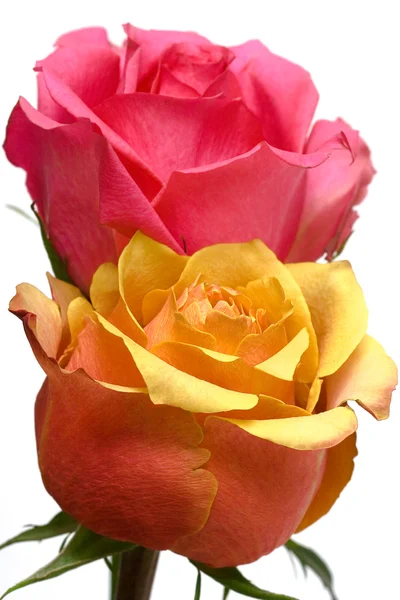 Růžové a žluté růže, samostatný — Stock fotografie