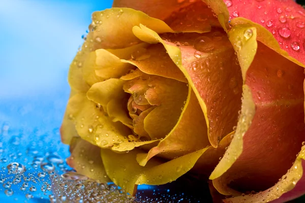 Желтая роза с каплями воды — стоковое фото