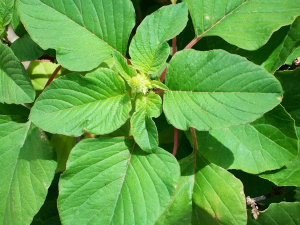 stock image Leaves