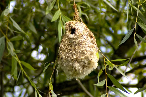 stock image Nest