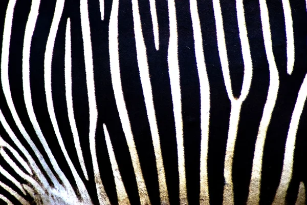 Linhas de zebra — Fotografia de Stock