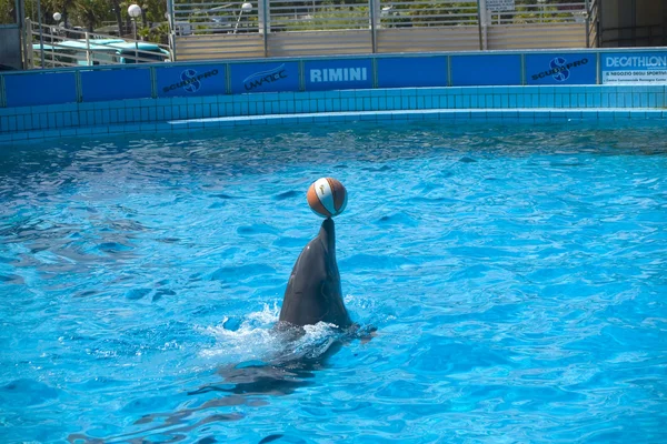 Delfini — Foto Stock