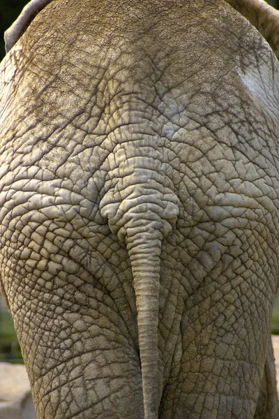 Elefante Imagens Royalty-Free