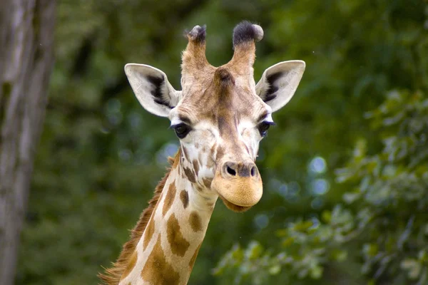 Giraffe Stock Picture