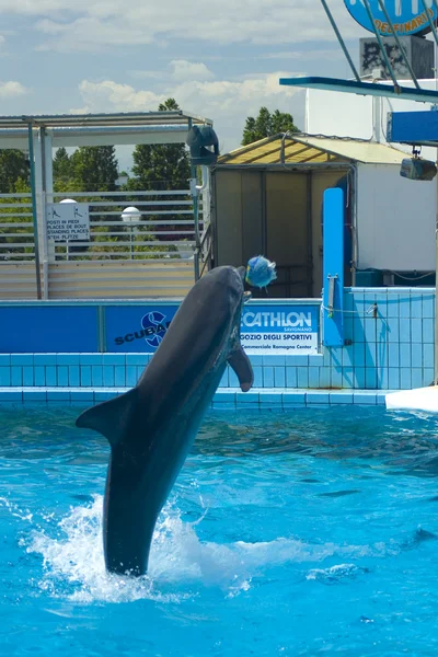 Delfino che salta — Foto Stock