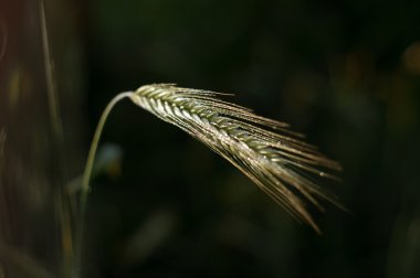 buğday