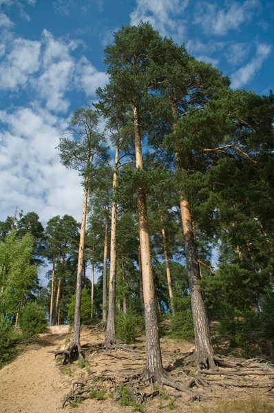 Stock image Pine