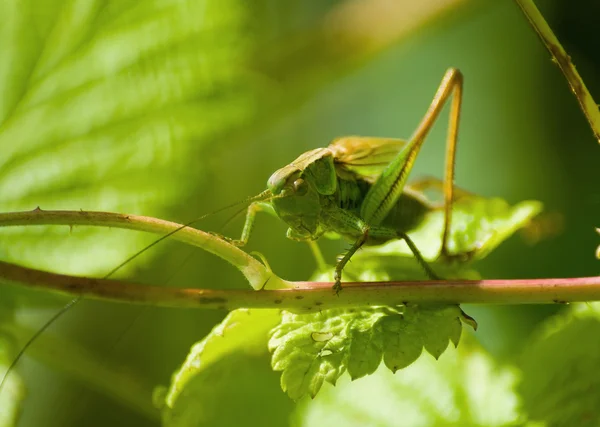 stock image Grasshopper