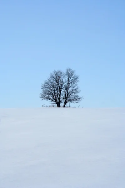 Magányos fa — Stock Fotó