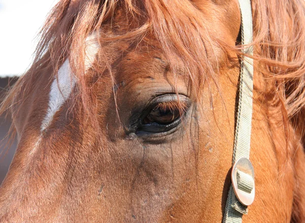 Occhio di cavallo Fotografia Stock