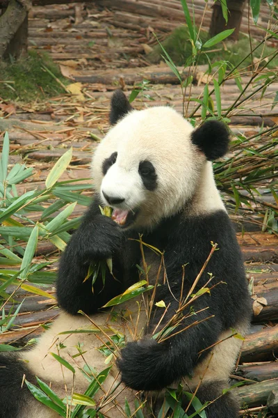 stock image Giant panda, Chengdu, China