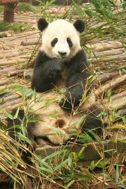 Panda and bamboo, Chengdu clipart