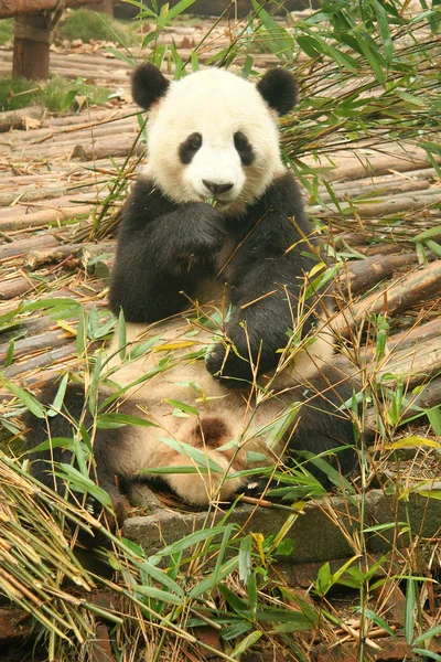 stock image Panda and bamboo, Chengdu