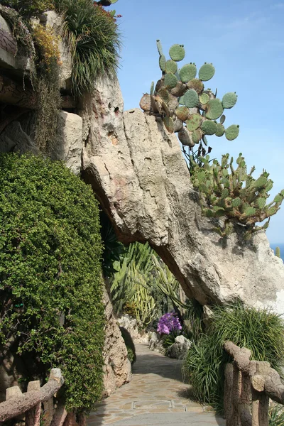 モナコのエキゾチックな庭園 — ストック写真