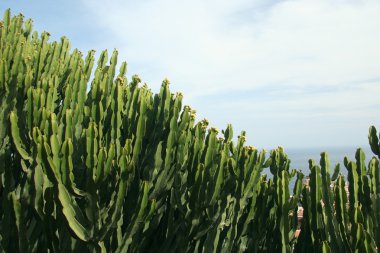 Cactus and sky clipart