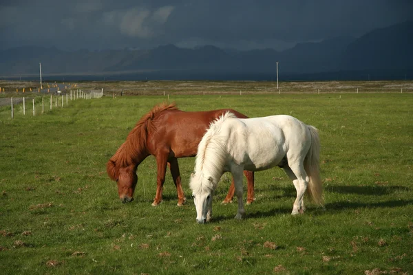 Dos caballos pequeños, Islandia Imágenes de stock libres de derechos