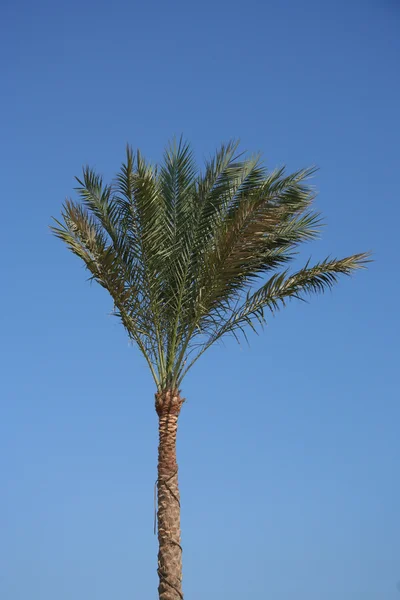 Palmboom tegen heldere blauwe lucht — Stockfoto