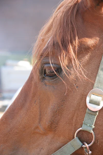 Olho de cavalo — Fotografia de Stock