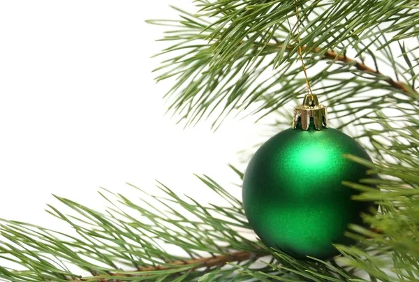 Karácsonyfaág — Stock Fotó