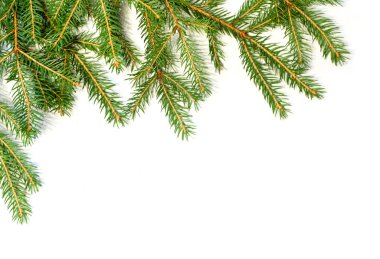 Fresh green fir branches clipart