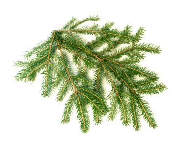 Christmas tree branch clipart