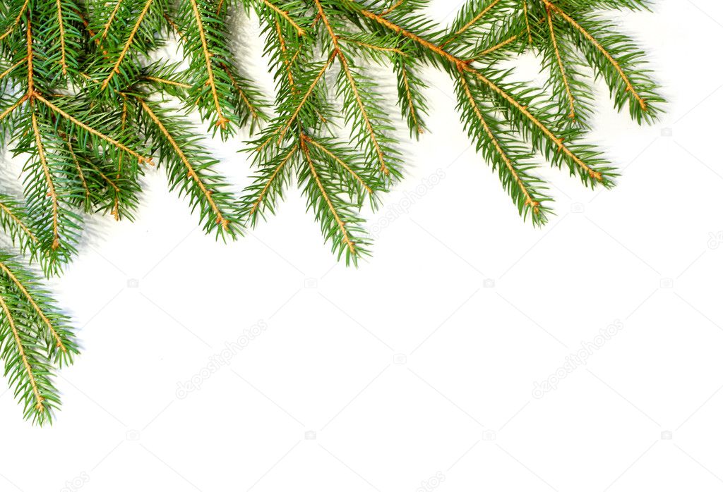 Fresh green fir branches