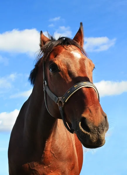Portrait of brown horse — Stock Photo, Image