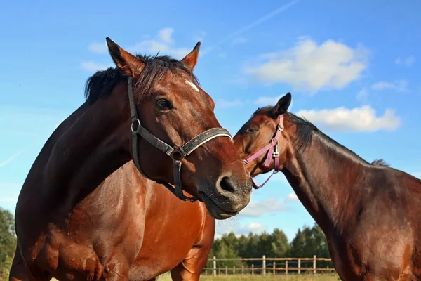 Две лошади в вольере — стоковое фото