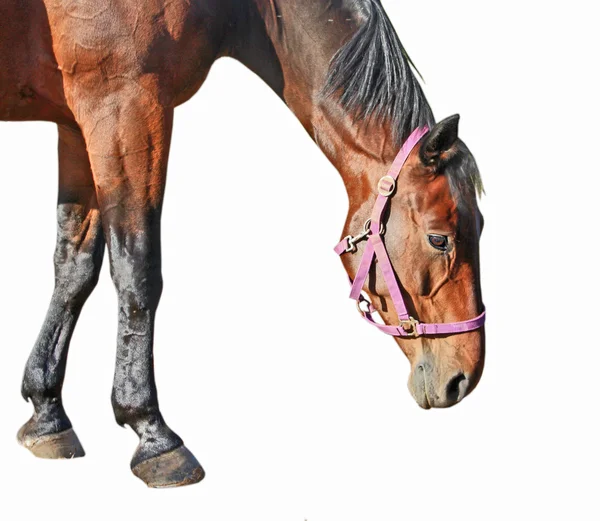 Портрет коричневой лошади — стоковое фото