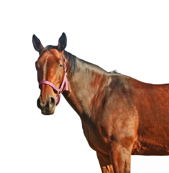 Porträtt av brun häst — Stockfoto