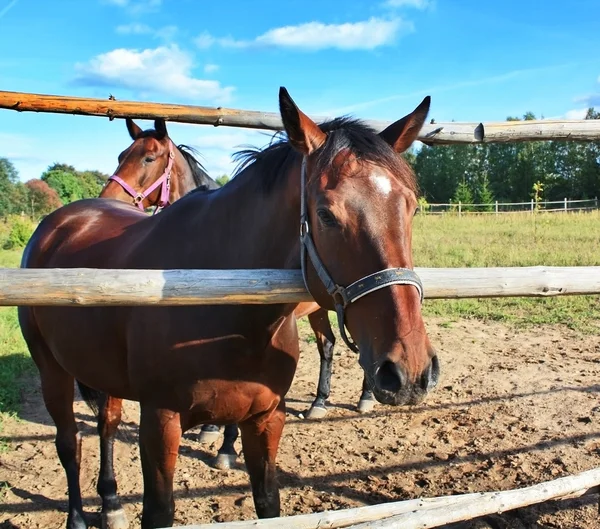 Две лошади — стоковое фото