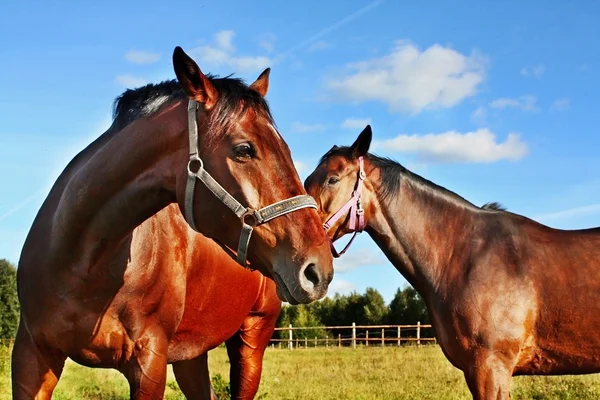エンクロージャで 2 頭の馬 — ストック写真