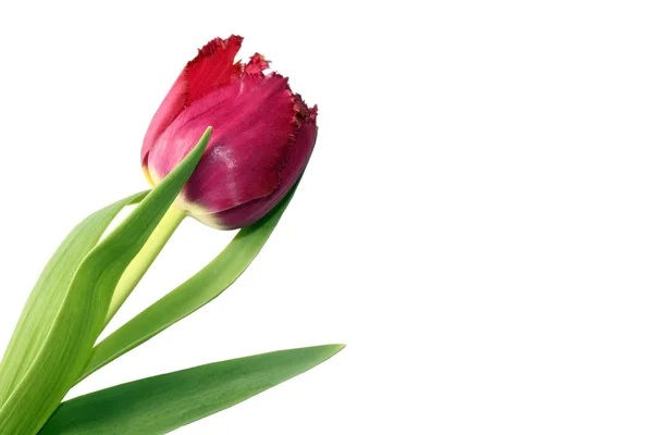 Tulip with copy space — Stock Photo, Image
