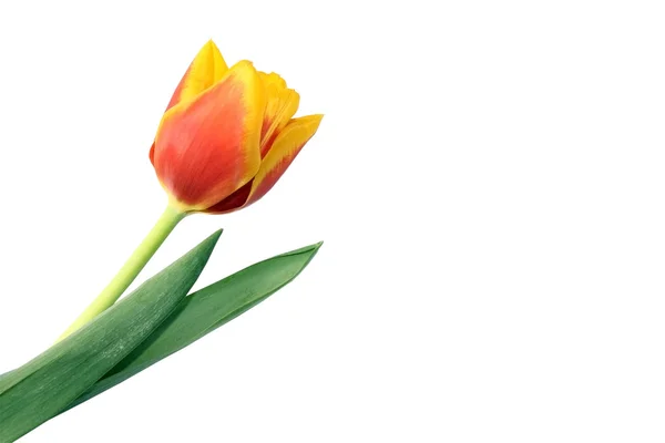 Na białym tle tulipan z kopia miejsce — Zdjęcie stockowe