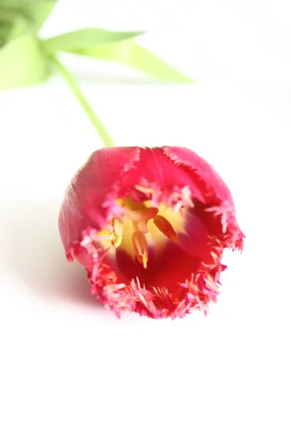 Isolerade tulip blossom — Stockfoto