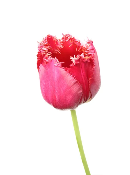Изолированный тюльпан — стоковое фото