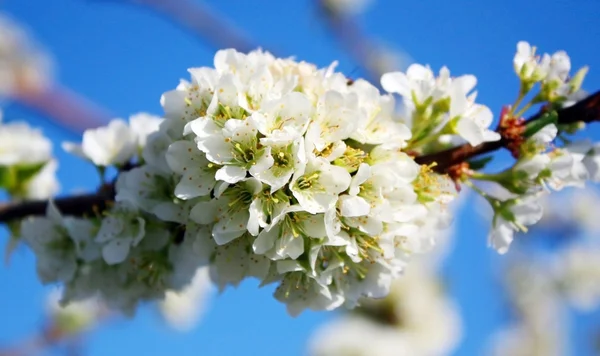 Árbol en flor —  Fotos de Stock
