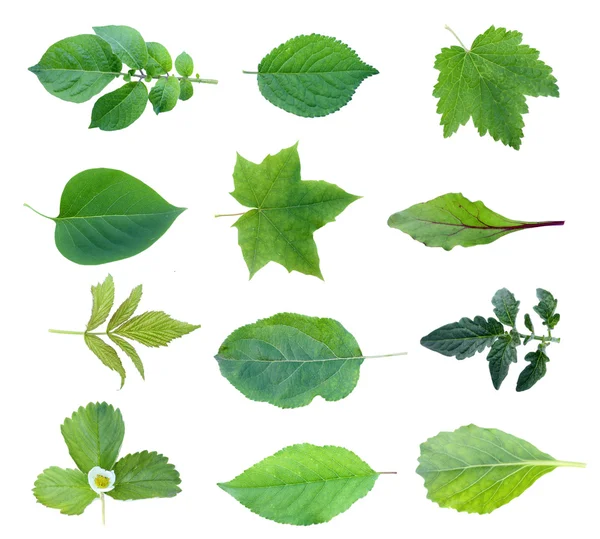 녹색 잎 세트 — 스톡 사진