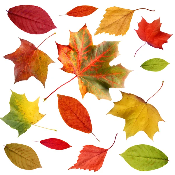 Conjunto de folhas de outono coloridas — Fotografia de Stock