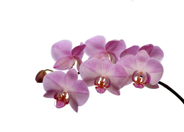 stock image Beautiful purple orchid