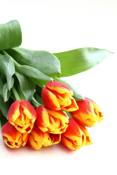 Bando de tulipas isoladas em branco — Fotografia de Stock