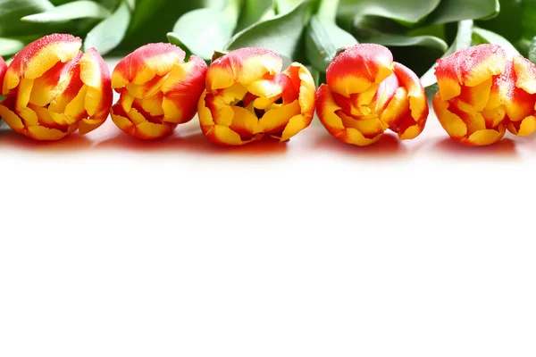 Bouquet de tulipes isolées sur blanc — Photo