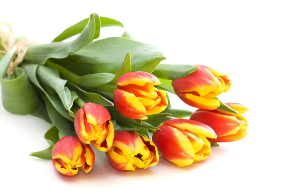 Bando de tulipas isoladas em branco — Fotografia de Stock