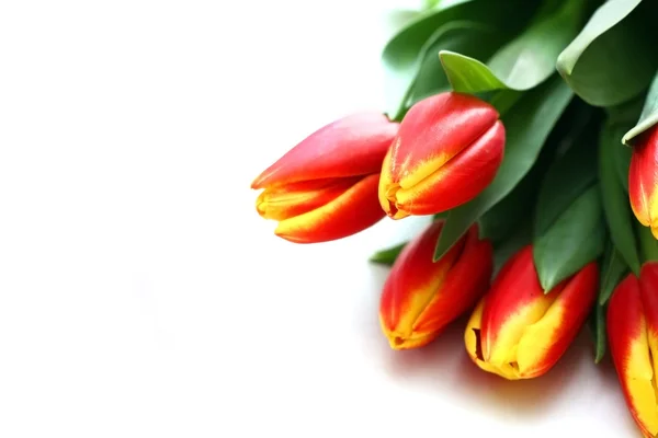 Bunch of tulips isolated on white — Stock Photo, Image