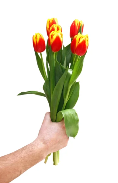 Bos van tulpen — Stockfoto