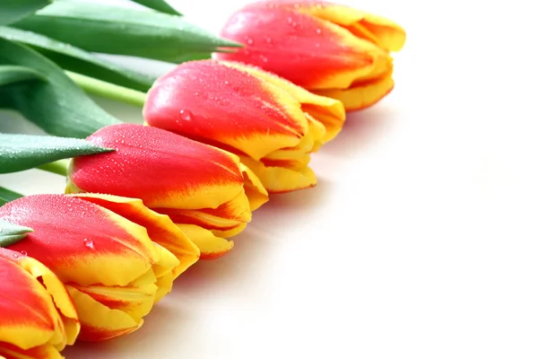 Grono tulipany na białym tle — Zdjęcie stockowe