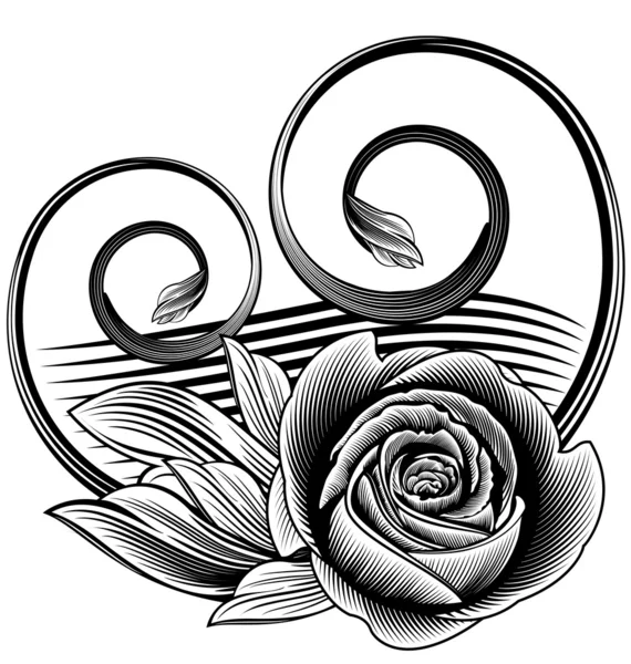 Rosa ornamental — Vector de stock